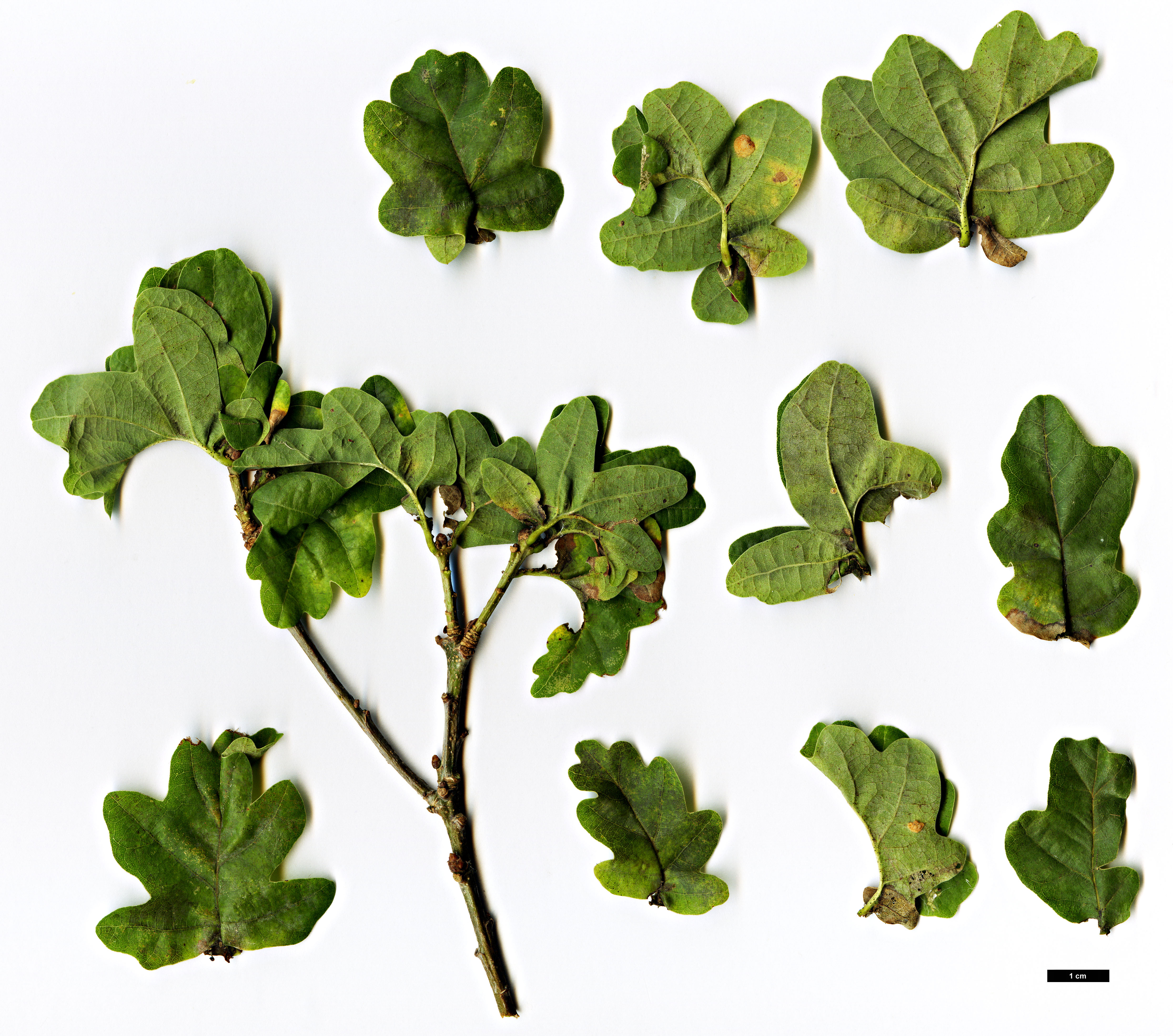 High resolution image: Family: Fagaceae - Genus: Quercus - Taxon: robur - SpeciesSub: Fastigiata Group 'Facrist'